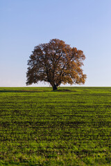 Fototapeta na wymiar Lush single tree on a grass field