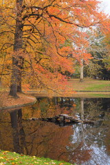 The tree with the red leaves stands right by the pond.