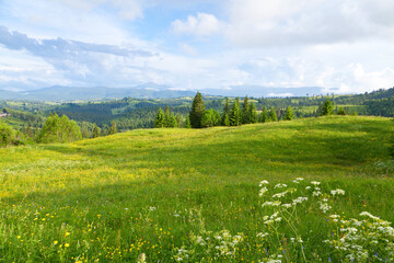 View of mountains and spruce forests from mountain pasture. Ukraine, Carpathians.