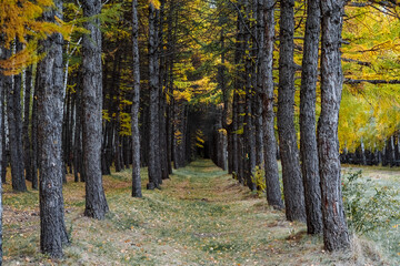 Autumn forest. Forest belt of spruces. Walk in the fresh air, rustling leaves and bright leaves. Perfect forest landscape with perspective.
