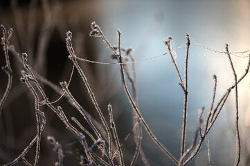 The dry grass in the field was covered with frost at dawn.