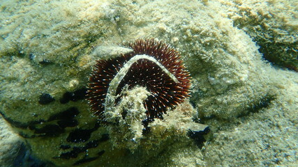 Violet sea urchin (Sphaerechinus granularis) undersea, Aegean Sea, Greece, Halkidiki
