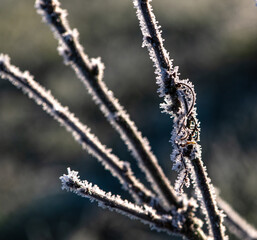 A tree branch in the winter garden is covered with frost and hoarfrost