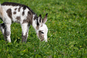 Obraz premium un âne broute