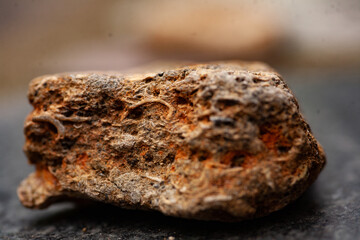 Kamień ze skamieliną