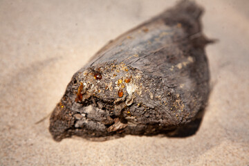 Żywica na pniu znaleziona na plaży