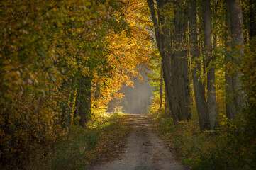 Fototapeta na wymiar Beautiful autumn trees, golden autumn
