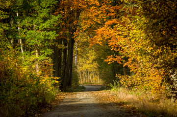 Fototapeta na wymiar Beautiful autumn trees, golden autumn