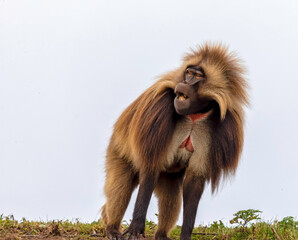 Gelada monkey