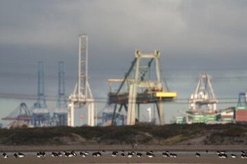 Oystercatchers (Haematopus ostralegus) in a nature reseve and industries on the background,...