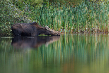 Moose - Alces alces, a female cow drinking water while standing in a marsh. Water reflections of the animal and the background bushes and reeds.