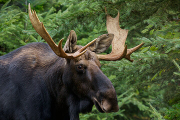 Moose - Alces alces, close up portrait of a male bull with antlers. Making eye contact, trees in the background.