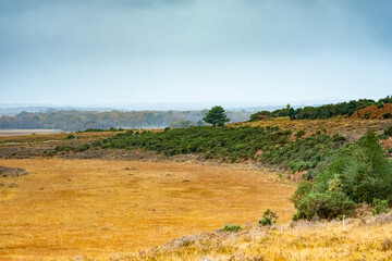 Obraz premium my backyard new forest landscape