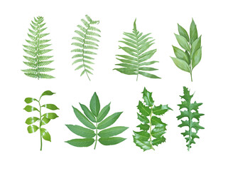 Set of green fern leaves and other tropical plants isolated on white background