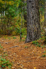 Obraz premium my backyard new forest landscape