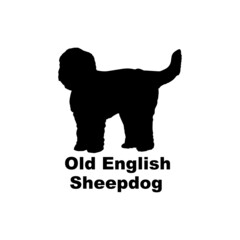 Old English Sheepdog.