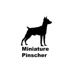 Miniature Pinscher