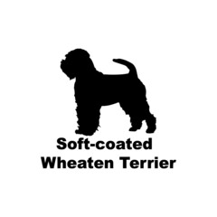 Soft-coated Wheaten Terrier