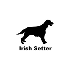 Irish Setter