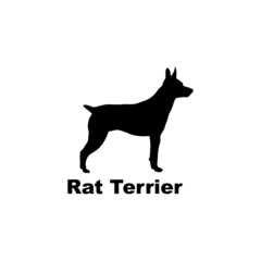 Rat Terrier