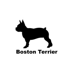 Boston Terrier.