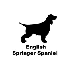 Springer spaniel