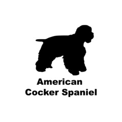 American cocker spaniel