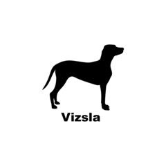 Vizsla