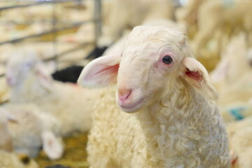 Sheep, lamb on a farm in the barn, Gironde