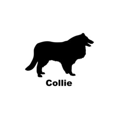 Collie.