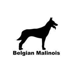 Belgian Malinois.