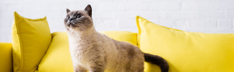 furry cat looking away on yellow couch in living room, banner