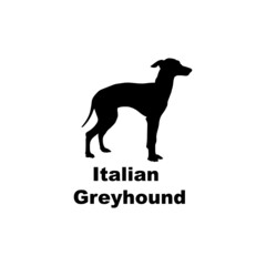  Italian Greyhound
