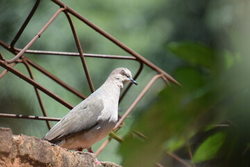 urban common dove looking at rigth with bokeh green background and steel bars