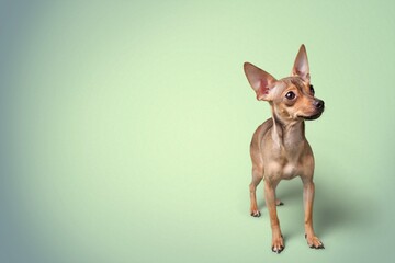Sitting puppy crossbreed dog, on a pastel background