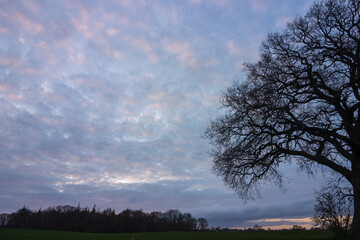 Silhouette of oak branches with cludy evening sky.