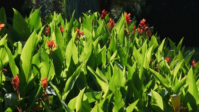 Flood of flowers of subtropical beauty Canna indica