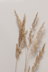 Close-up of beautiful dry grass bouquet. Festuca plant. Botanical texture. Beige wall background....