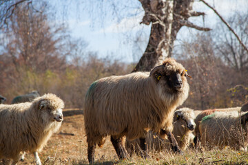 Flock of sheep in Romania