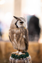 Beautiful portrait of Southern White Faced Owl, one of the famous small owl.