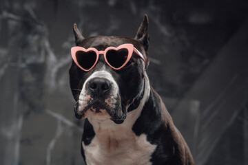 Stylish purebred bullterrier dog with heart shaped sunglasses