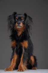 Fluffy black dog russian toy terrier breed against gray background