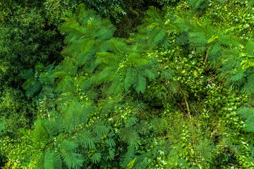 Tropical landscape with lush vegetation