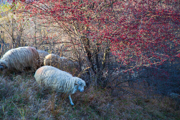 Flock of sheep in autumn time