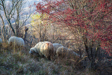 Flock of sheep in autumn time