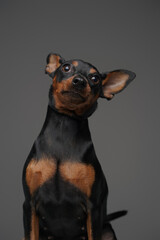 Long eared black doggy posing against gray background