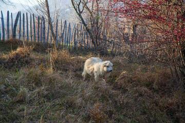 Obraz premium Sheep in autumn