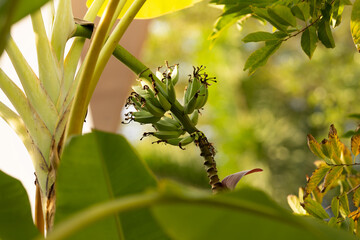 Fototapeta premium Young banana in garden. Growing banana with natural background.