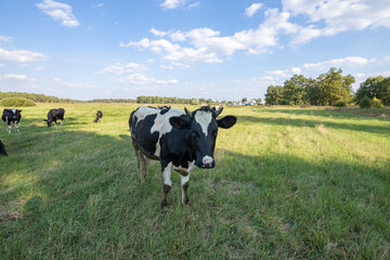 Cows on a green field grazing on a farmer's green grass. beautiful landscape with cows in the...