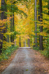 Beautiful autumn trees, golden autumn